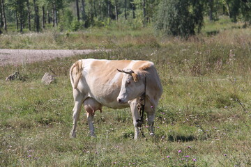 Naklejka na ściany i meble A young white and gray farm cow grazes in a meadow and swats its tail away from a swarm of large flies attacking it 