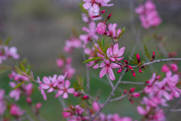 Spring blossom background. Beautiful nature scene with blooming tree. Spring flowers. Beautiful Orchard. Abstract blurred background. Springtime.