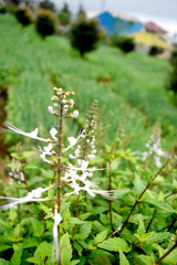 spring in the forest