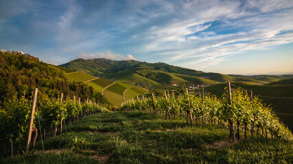 vineyard in black forest, schwarzwald