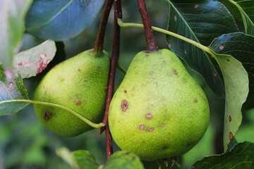 ripe pears on the branch before harvesting