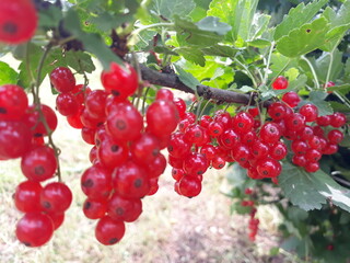 branch of red currant