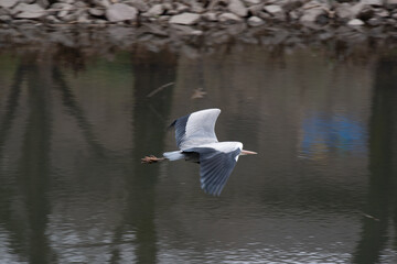 A flying grey heron in Yamadaike Lake.