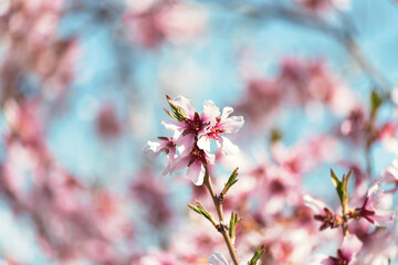 Beautiful cherry blossoms in spring