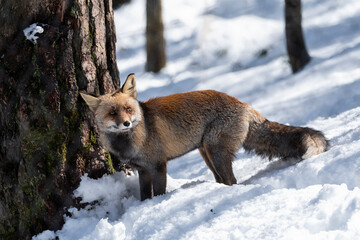 Red fox