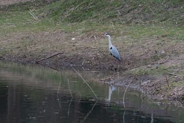 Staying gray heron in Yamadaike Lake.