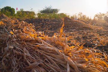 Sorghum field after harvesting the crop, close up of straw bale/bundle left in the field.