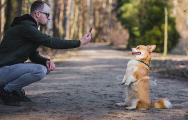 Obraz premium a young handsome caucasian male doing a photo of a welsh corgi pembroke dog doing a trick