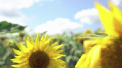 Beautiful close-up footage of a sunflower gently swaying in the wind on a sunny day with bee collecting nectar, selective focus - Powered by Adobe