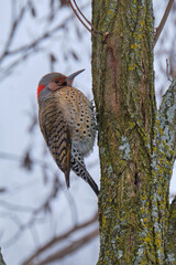 Yellow shafted Northern flicker perched vertically on a tree trunk