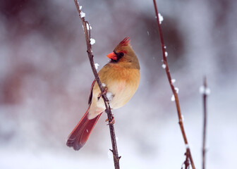 Northern cardinal female perched on a branch looking at camera against a snowy background