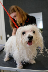 Professional care for the dog Maltese lap dog. Drying the dog in the grooming salon.