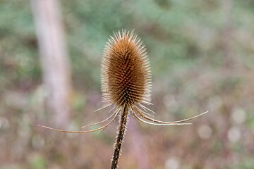 Wild teasel