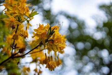 Fototapeta na wymiar Small yellow flower on branch of small bush in park