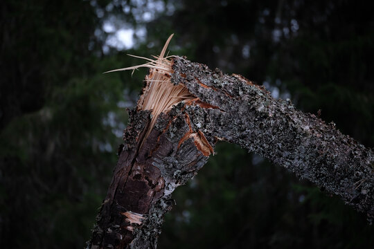 Ast Baum abgebrochen abgeknickt Riss Sp&auml;ne Wald Fasern