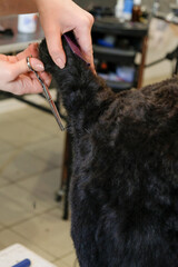 Professional care for a black terrier dog. Grooming the pet in the grooming salon.