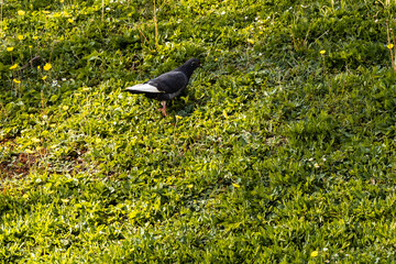 Small gray pigeon walking on small green hill