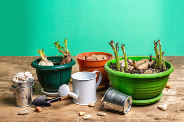 Spring planting and gardening concept
