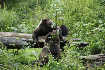 bären in der natur