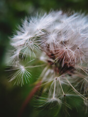 Make a Wish