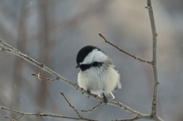 Black-capped Chickadee (poecile atricapillus) perched on a branch