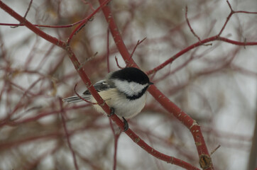 Black-capped Chickadee (poecile atricapillus) perched on red branches