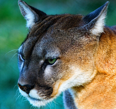 Close-up portrait of a Puma, South Africa