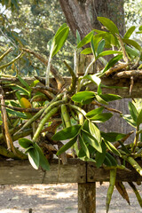 Primer disparo vertical de una valla artesanal de madera cubierta por exuberantes plantas cubiertas de vegetación