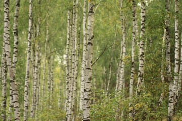 Fototapeta premium Birch forest 