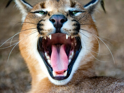 Portrait of a Caracal hissing, South Africa