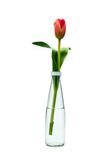 one tulip in a vase of water on a white background isolate