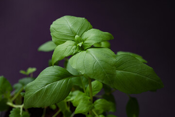 fresh green potted basilic on the background