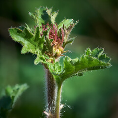 Heuchera leafing out