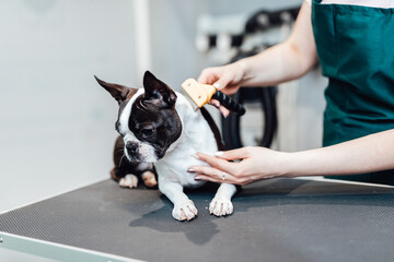 Boston terrier at grooming salon.