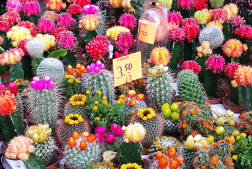 オランダ　アムステルダム　花市場