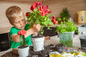 Boy transplanting blooming plant in kitchen at home