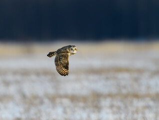 Short-eared Owl Flying Over Snow Field and Looking into the Camera in Winter