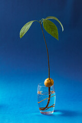 Green leaves on blue silk fabric on the blue background