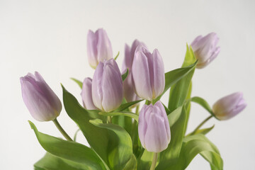 Fresh bouquet of spring purple tulips