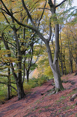 narrow footpaths in autumn woodland with orange and golden leaves against dark trees in the colden valley near hebden bridge