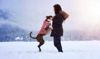 Adorable Boxer Dog playing with her owner in snow covered frozen lake during winter time. Alta...