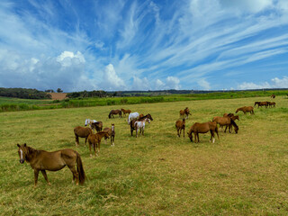 Green pastures of horse farms. Country summer landscape.