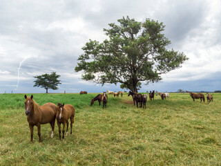 Naklejka na ściany i meble Thoroughbred horses grazing at cloudy day in a field.