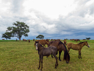 Thoroughbred horses grazing at cloudy day in a field.