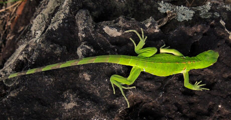 lizard on a tree