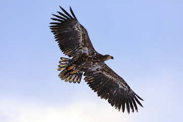 Sea eagle in flight. White-tailed eagle, Haliaeetus albicilla, flies with widely spread wings isolated on blue sky. Majestic bird hunting. Wildlife from winter nature. The largest eagle in Europe.