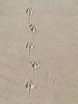 Sandspur