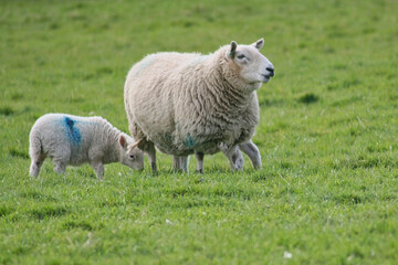 Obraz na płótnie Canvas Sheep Scotland 
