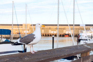 Gaviota parada sobre muelle en el Pier 39 de San Francisco, California, Estados Unidos de America.