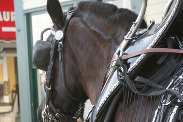 Mackinaw Island Horse Cartridge 